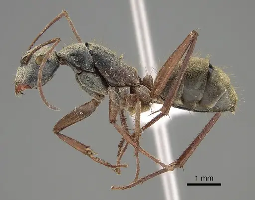 Camponotus dromas specimen