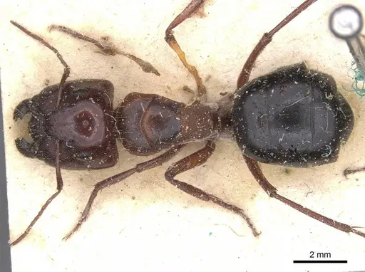 Camponotus dromas - CASENT0911754