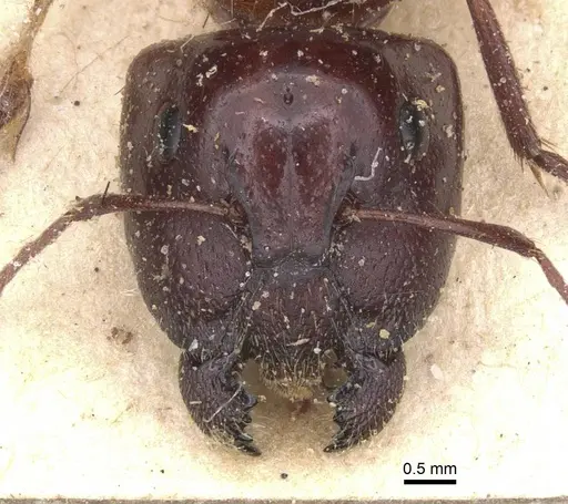 Camponotus dromas - CASENT0911754