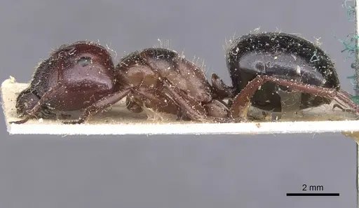 Camponotus dromas - CASENT0911754