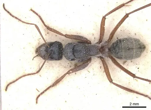 Camponotus dromas - CASENT0911755