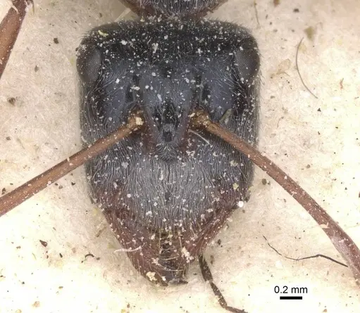 Camponotus dromas - CASENT0911755