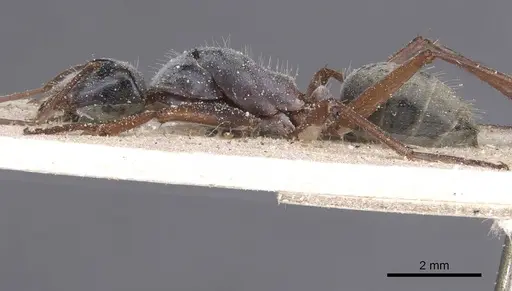 Camponotus dromas - CASENT0911755