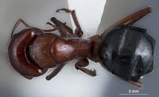 Camponotus dromas - JDM32-001165