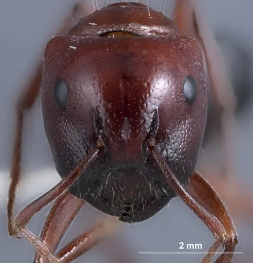 Camponotus dromas - JDM32-001165