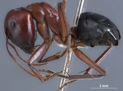 Camponotus dromas - JDM32-001165