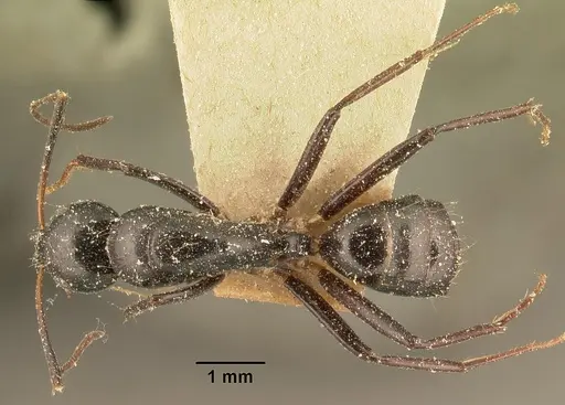 Camponotus dromedarius specimen