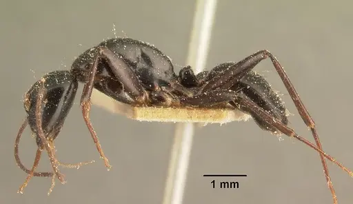Camponotus dromedarius specimen
