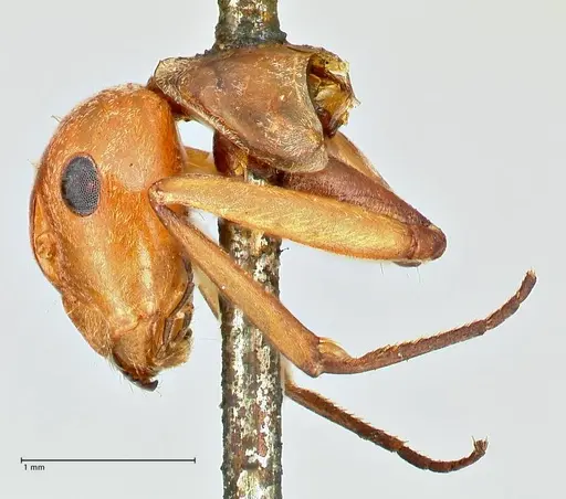 Camponotus druryi specimen