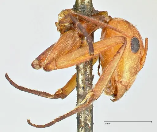 Camponotus druryi specimen