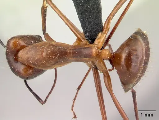 Camponotus dufouri specimen