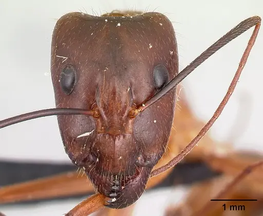 Camponotus dufouri specimen
