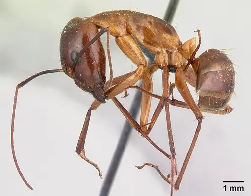 Camponotus dufouri specimen