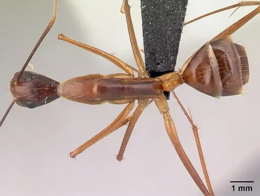 Camponotus dufouri - CASENT0060837