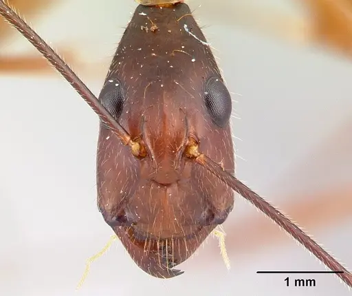 Camponotus dufouri - CASENT0060837