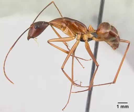 Camponotus dufouri - CASENT0060837
