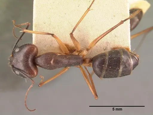 Camponotus dufouri - CASENT0101644