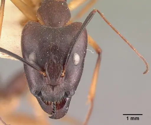 Camponotus dufouri - CASENT0101644