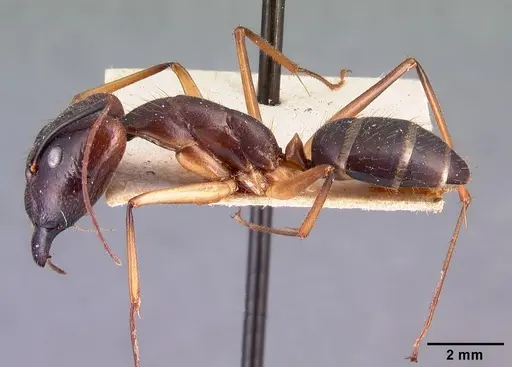 Camponotus dufouri - CASENT0101644