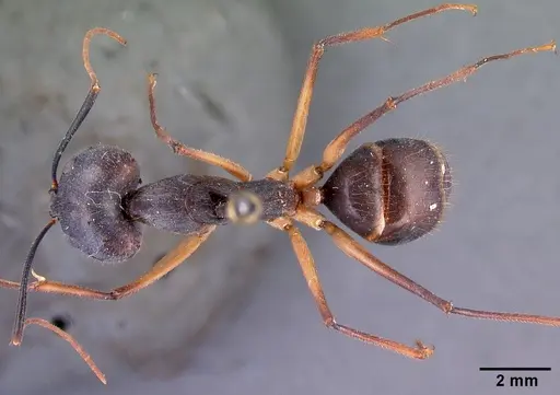 Camponotus dufouri - CASENT0101669