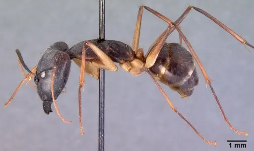 Camponotus dufouri - CASENT0101669