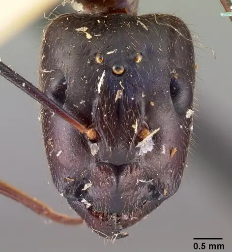Camponotus dufouri - CASENT0101679