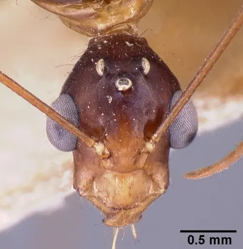 Camponotus dufouri - CASENT0101685