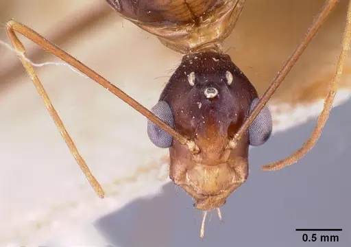 Camponotus dufouri - CASENT0101685