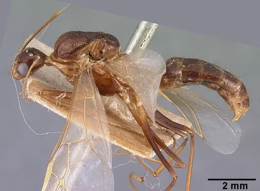 Camponotus dufouri - CASENT0101685