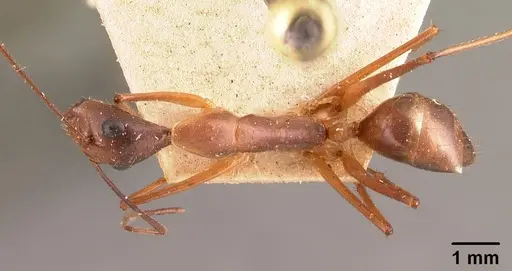 Camponotus dufouri - CASENT0101812