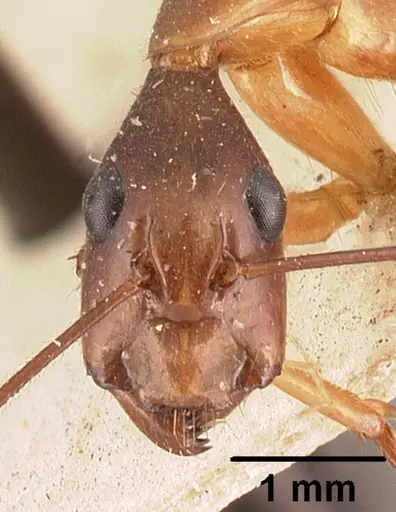 Camponotus dufouri - CASENT0101812