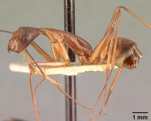 Camponotus dufouri - CASENT0101812