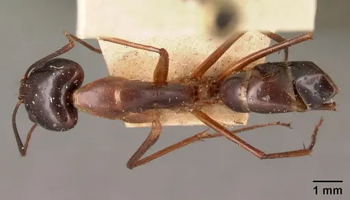 Camponotus dufouri - CASENT0101828