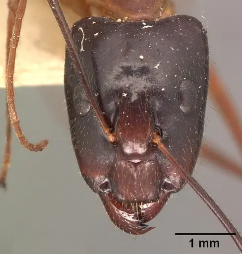 Camponotus dufouri - CASENT0101828