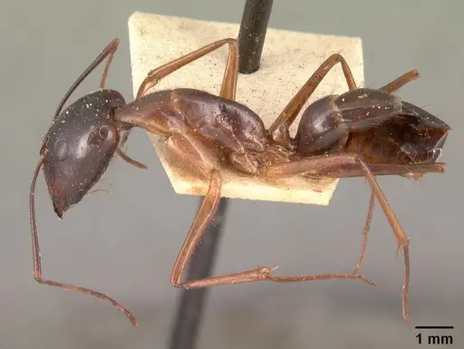 Camponotus dufouri - CASENT0101828