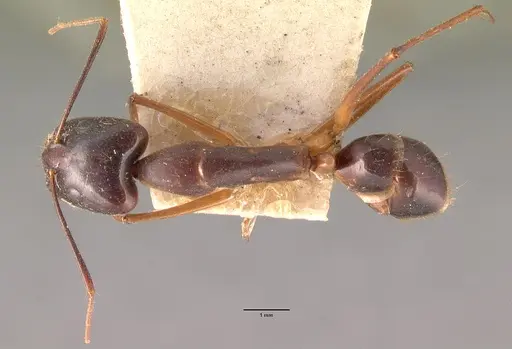 Camponotus dufouri - CASENT0101919