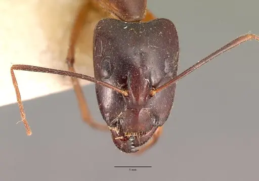 Camponotus dufouri - CASENT0101919