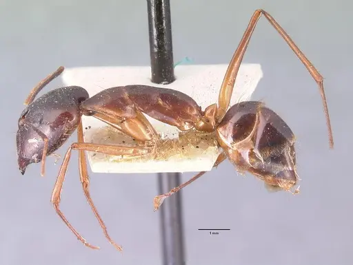 Camponotus dufouri - CASENT0101919