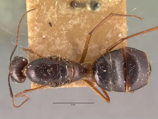 Camponotus dufouri - CASENT0101942