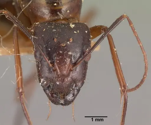 Camponotus dufouri - CASENT0101942