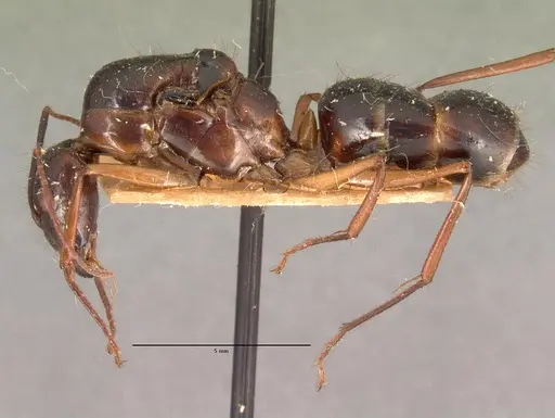 Camponotus dufouri - CASENT0101942