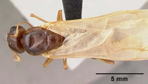 Camponotus dufouri - CASENT0121884