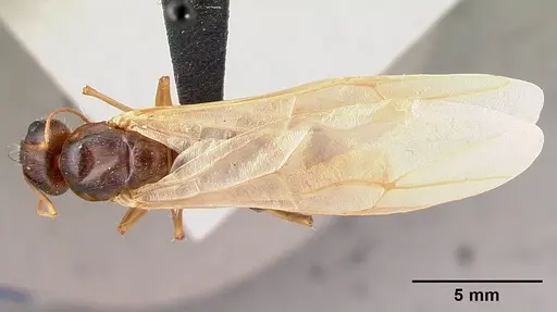 Camponotus dufouri - CASENT0121884