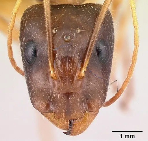Camponotus dufouri - CASENT0121884