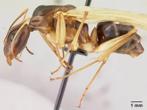 Camponotus dufouri - CASENT0121884