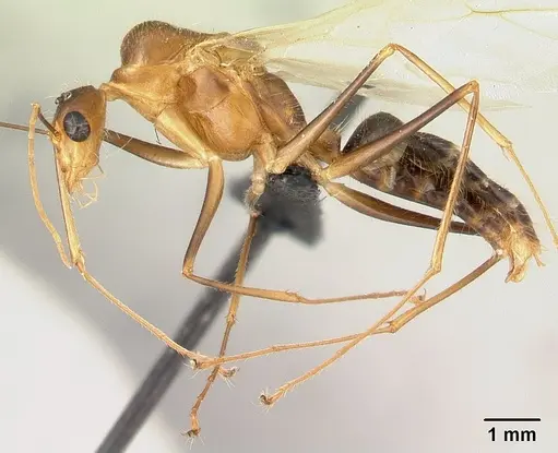 Camponotus dufouri - CASENT0121886