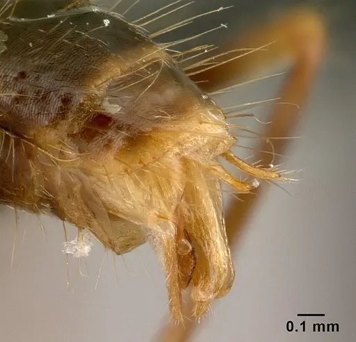 Camponotus dufouri - CASENT0121886