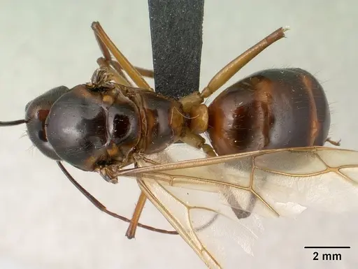 Camponotus dufouri - CASENT0145292