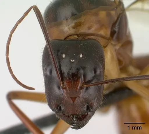 Camponotus dufouri - CASENT0145292