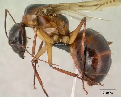 Camponotus dufouri - CASENT0145292